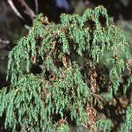 juniperusfolrecurva1a1