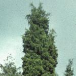 juniperusfolvirginia1a1