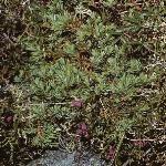 juniperusforrecurvadensa61a1a