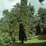 juniperusforvirginia1a1