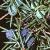 juniperusfrutcommunis1