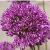 alliumcfloaflatunensepurplesensationkevock