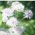astrantiacflos1majorkevock
