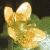 saxifragaflotcymbalaria