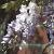 wisteriaflotsinensis1