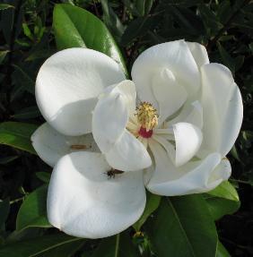 magnoliagrandifloraflo