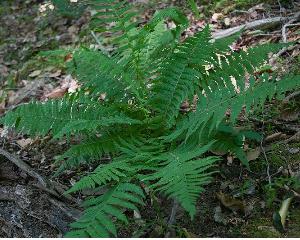 Depariaacrostichoidespforwikimediacommons