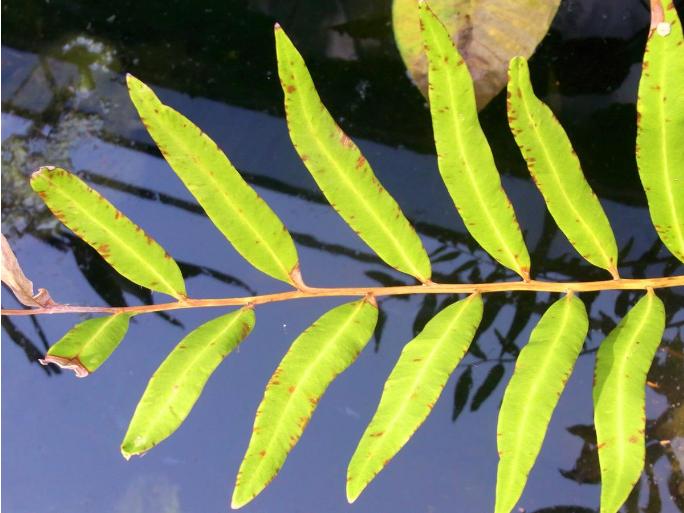 acrostichumspeciosumpfolwikimediacommons