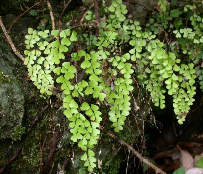 adiantummonochlamyspforwikimediacommons
