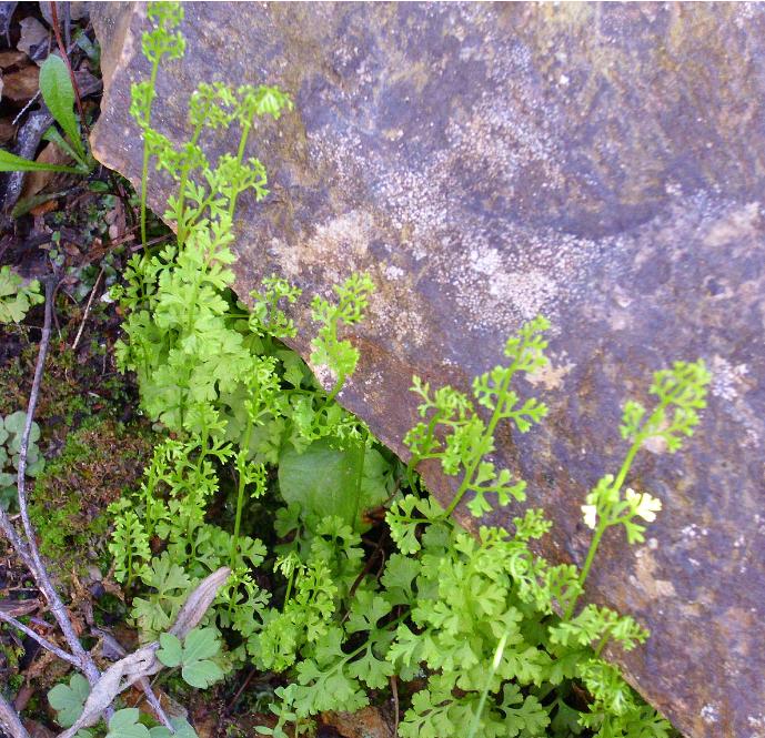 anogrammaleptophyllapforwikimediacommons