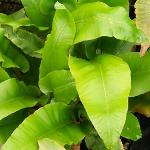 aspleniumpfolscolopendrium