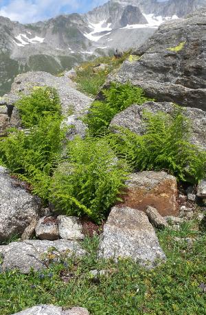 athyriumdistentifoliumpforwikimediacommons