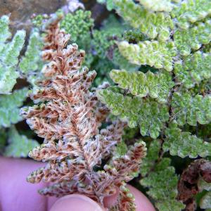 cheilanthescovilleipfor1wikimediacommons