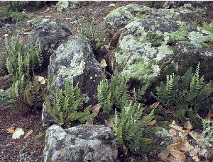 cheilanthescovilleipfor2wikimediacommons