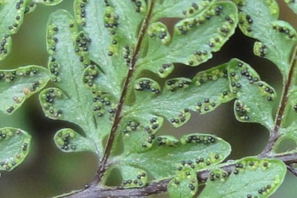 cheilanthestenuifoliapfrunatureloveyou