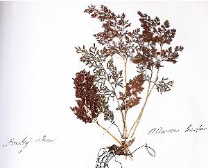 cryptogrammacrispapfigurewikimediacommons
