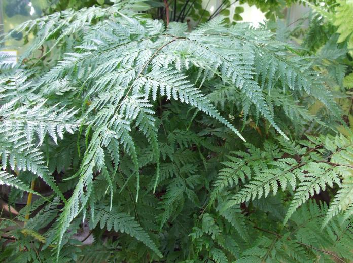 davalliasolidapforwikimediacommons