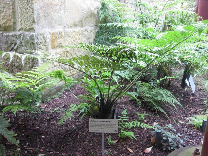 diplaziummelanochlamyspforwikimediacommons