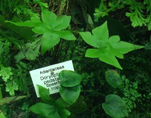 doryopterispedatapforwikimediacommons