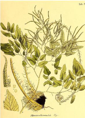 llaveacordifoliapfigurewikimediacommons