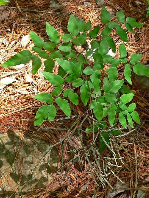 llaveacordifoliapforwikimediacommons