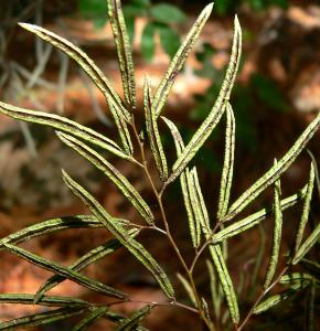 llaveacordifoliapfruwikimediacommons