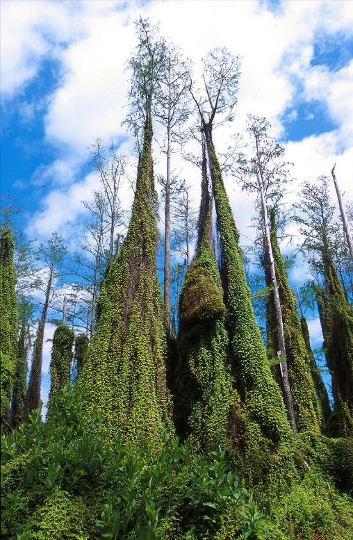 lygodiummicrophyllumpforwikimediacommons