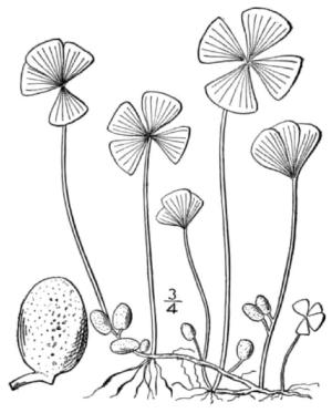 marsilleaquadrifoliapfigwikimediacommons