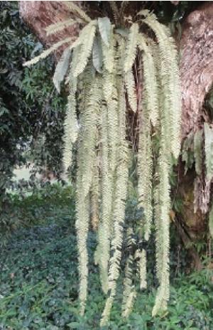 nephrolepisacutifoliapfornatureloveyou