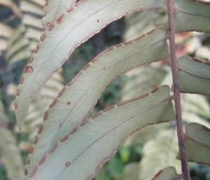 nephrolepisacutifoliapfrunatureloveyou