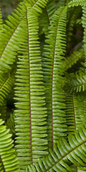 nephrolepiscordifoliapforwikimediacommons1