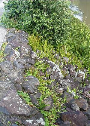 nephrolepiscordifoliapfor2wikimediacommons1