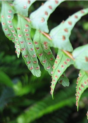 nephrolepiscordifoliapfruwikimediacommons1