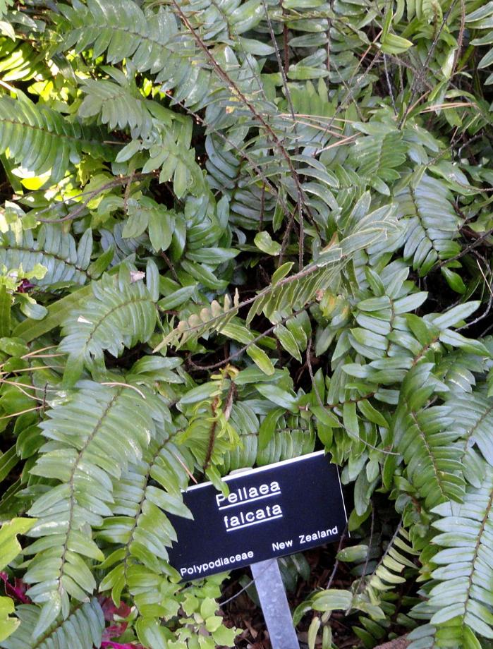 pellaeafalcatapforwikimediacommons