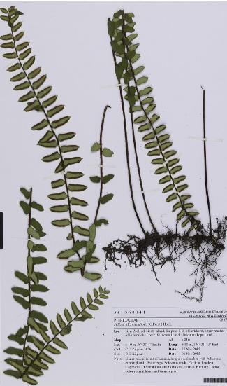 pellaearotundifoliapfigurewikimediacommons