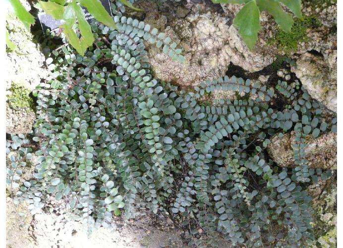 pellaearotundifoliapforwikimediacommons