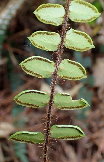 pellaearotundifoliapfruwikimediacommons