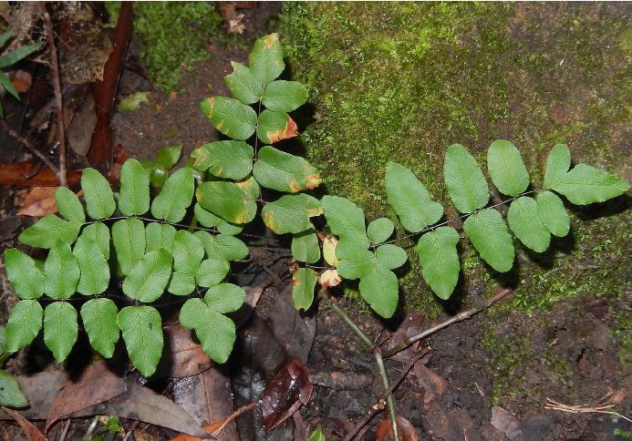 pellaeaviridispforwikimediacommons