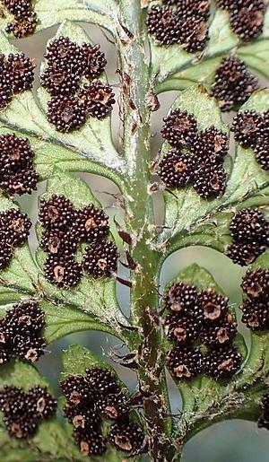 polystichumrichardiipsoriwikimediacommons