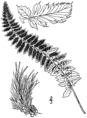 polystichumscopulinumpfigurewikimediacommons
