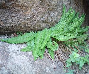 polystichumscopulinumpforwikimediacommons