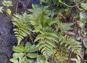 polystichumwhiteleggeipforwikimediacommons
