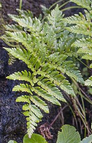 polystichumwhiteleggeipfrondwikimediacommons