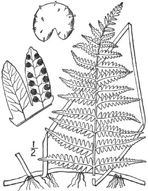 thelypterispalustrispfigurewikimediacommons