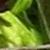 alstroemeriacfolsumbrasiliensisgarnonswilliams1a