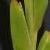 gladioluscfolruthannncoe1a1