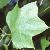 liriodendronfoltstulipifera1a