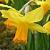 narcissuscflojetfiredeeproot1a1