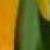 narcissuscfoljetfiredeeproot1a1