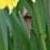narcissuscfollittlebeautydeeproot1a